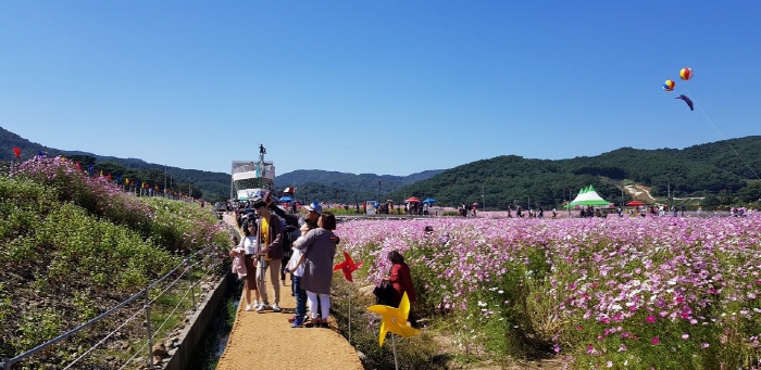 河东北川波斯菊荞麦花庆典하동북천 코스모스 메밀꽃 축제 河东北川波斯菊荞麦花庆典하동북천 코스모스 메밀꽃 축제
