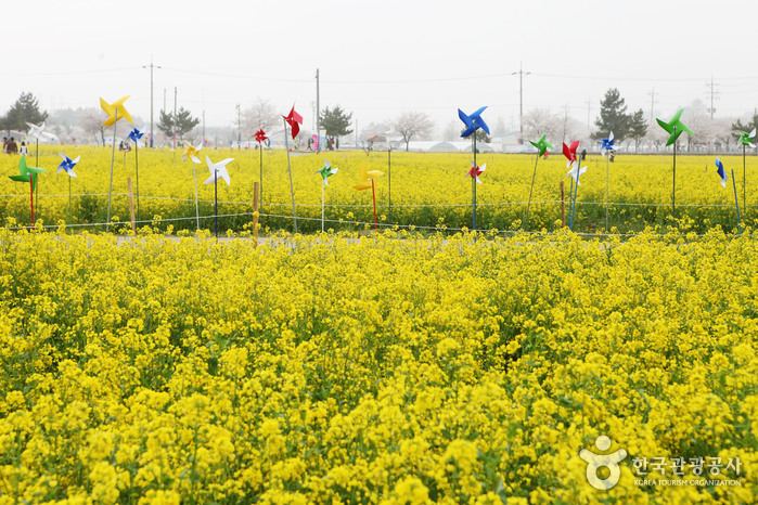 三陟孟芳油菜花节  삼척 맹방유채꽃축제