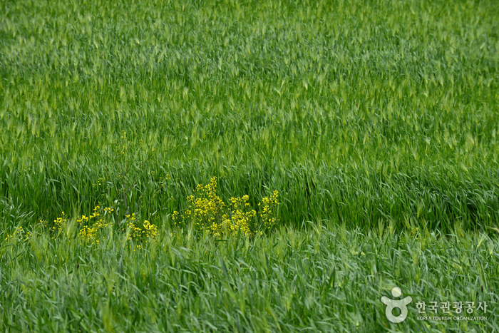 高敞青麦田庆典 고창 청보리밭축제 高敞青麦田庆典 고창 청보리밭축제