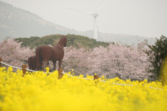 济州油菜花节(제주 유채꽃축제)