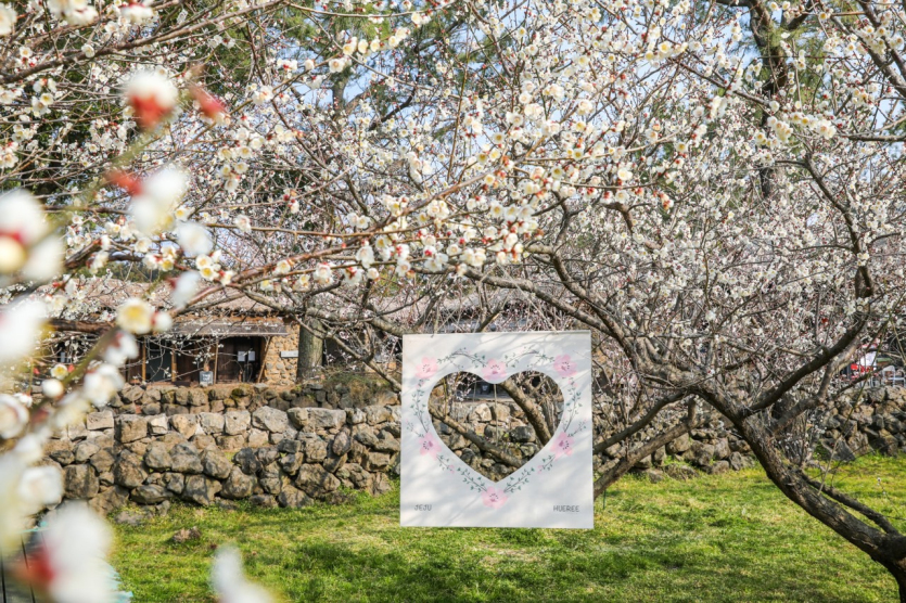 休爱里梅花庆典(휴애리 매화축제)