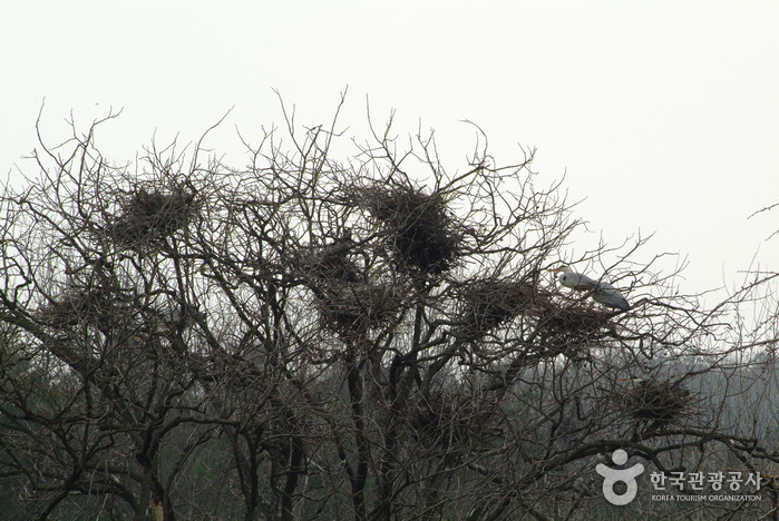 Breeding Ground of Grey Herons (진천 노원리 왜가리 번식지)