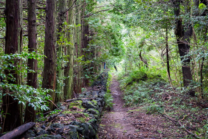 Chemin de forrestier Gosalli (고살리 숲길)