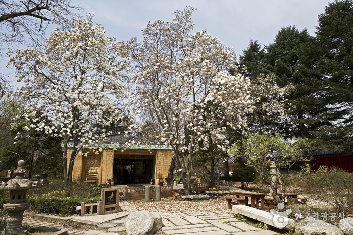 Insel Namisum (남이섬)