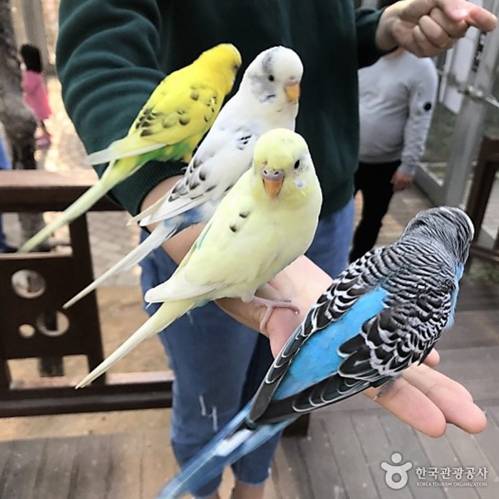 Gyeongju Bird Park (경주 버드파크) Gyeongju Bird Park (경주 버드파크)
