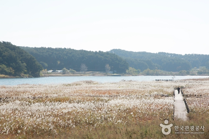 Fluss Namdaecheon (남대천)