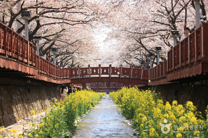 Fluss Yeojwacheon (여좌천(벚꽃명소)) Fluss Yeojwacheon (여좌천(벚꽃명소))