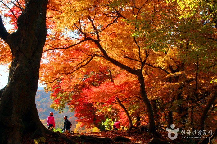 禅雲山(全北西海岸国家地質公園)(선운산(전북 서해안 국가지질공원)) 禅雲山(全北西海岸国家地質公園)(선운산(전북 서해안 국가지질공원))