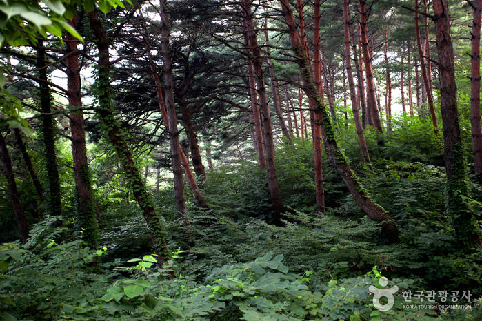 Bosque Recreativo Nacional del Monte Chilbosan (국립 칠보산자연휴양림)