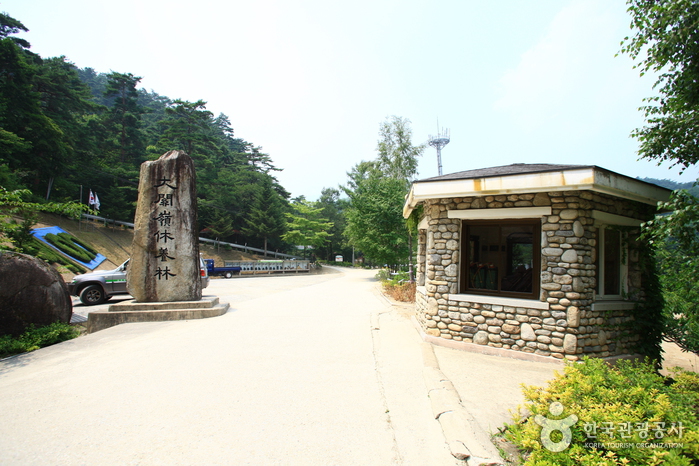Bosque Recreativo Nacional de Daegwallyeong (국립 대관령자연휴양림)
